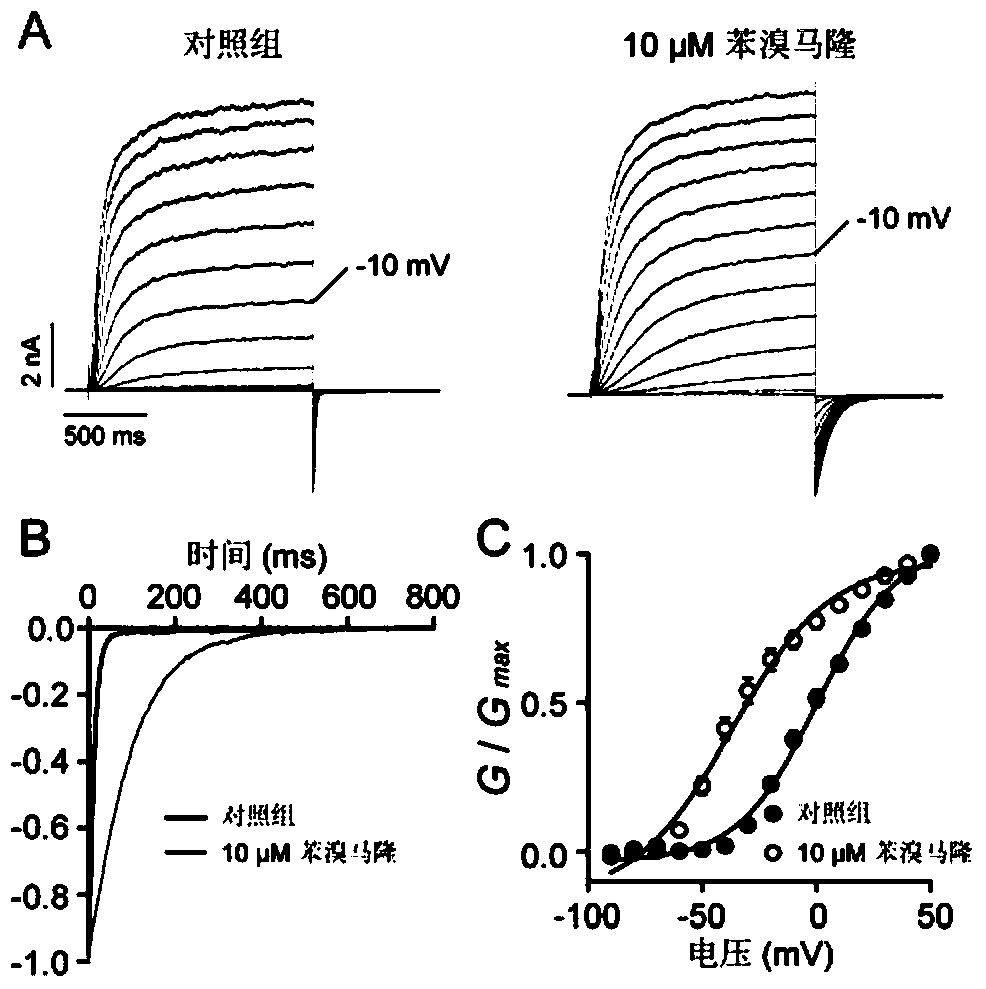 Application of benzbromarone in the preparation of voltage-gated potassium channel kcnq agonists