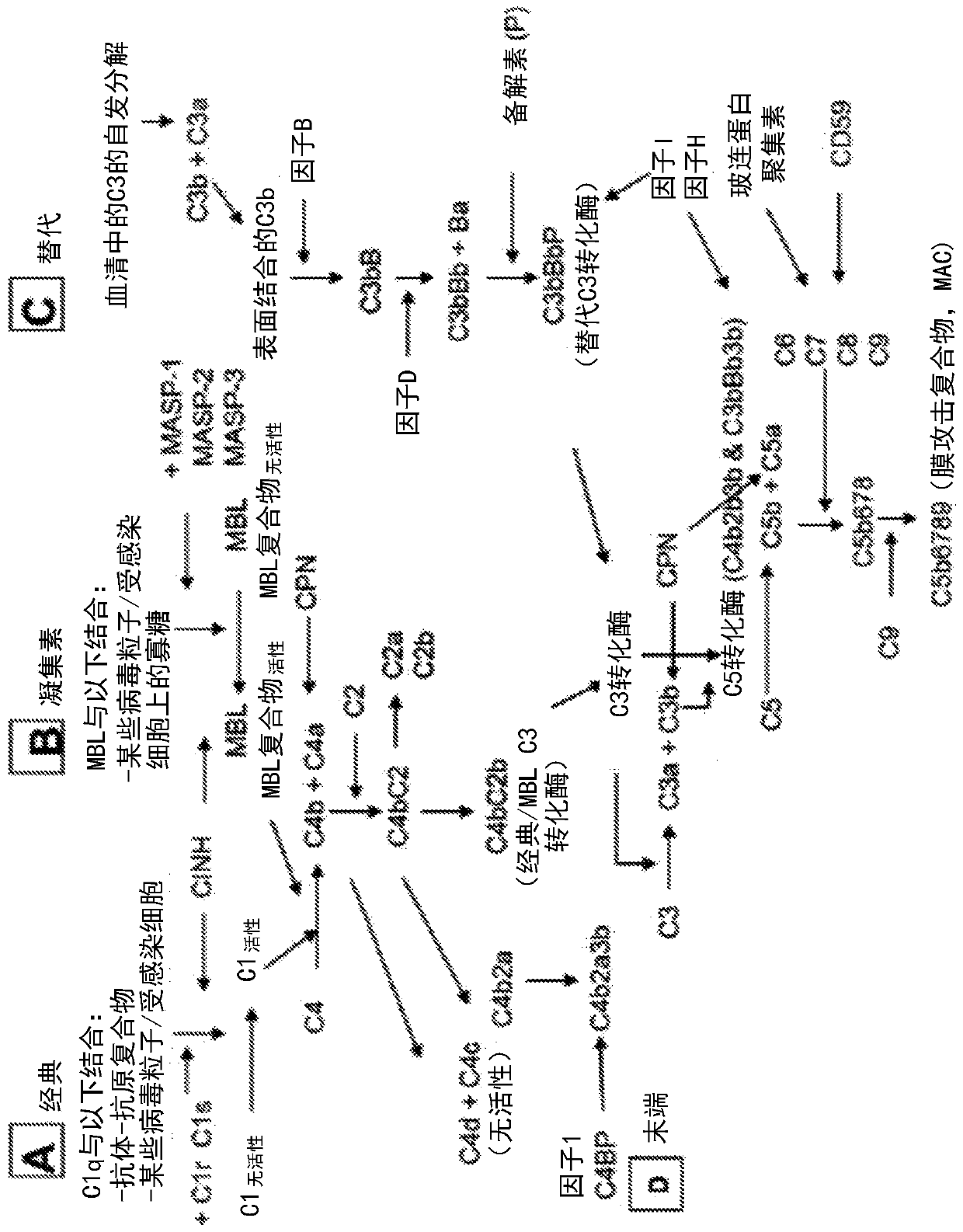 Modified membrane type serine protease 1 (mtsp-1) polypeptides and methods of use