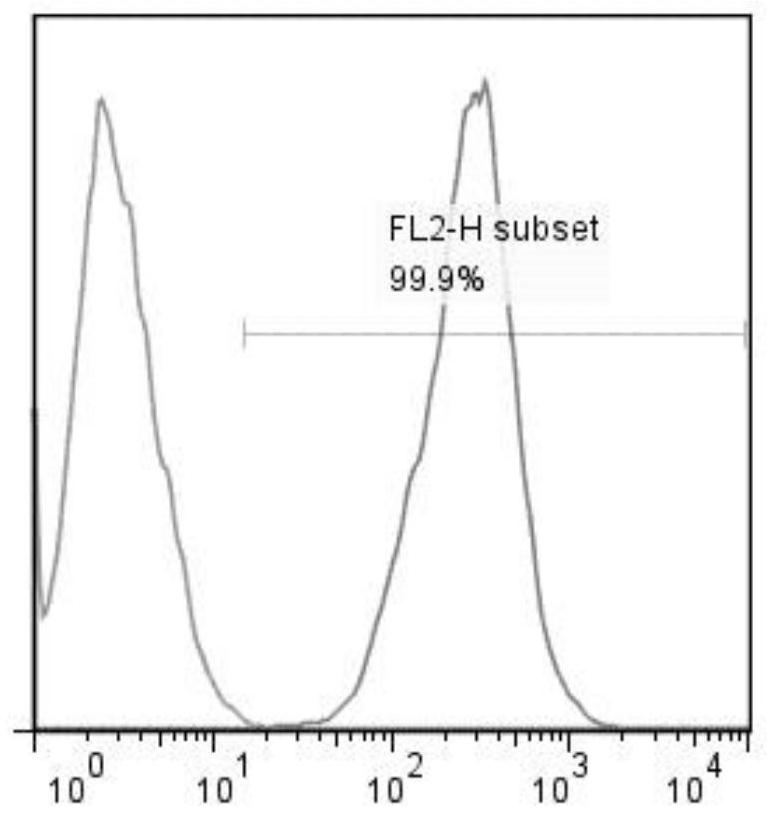 A kind of preparation method of trophoblast of limited generation and culture method of snk cell