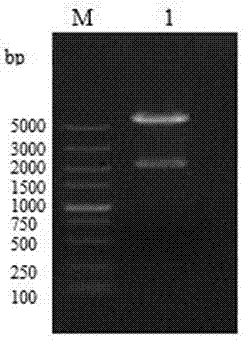 HN-VP233-221aa fusion protein as well as preparation method and application thereof