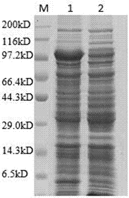 HN-VP233-221aa fusion protein as well as preparation method and application thereof