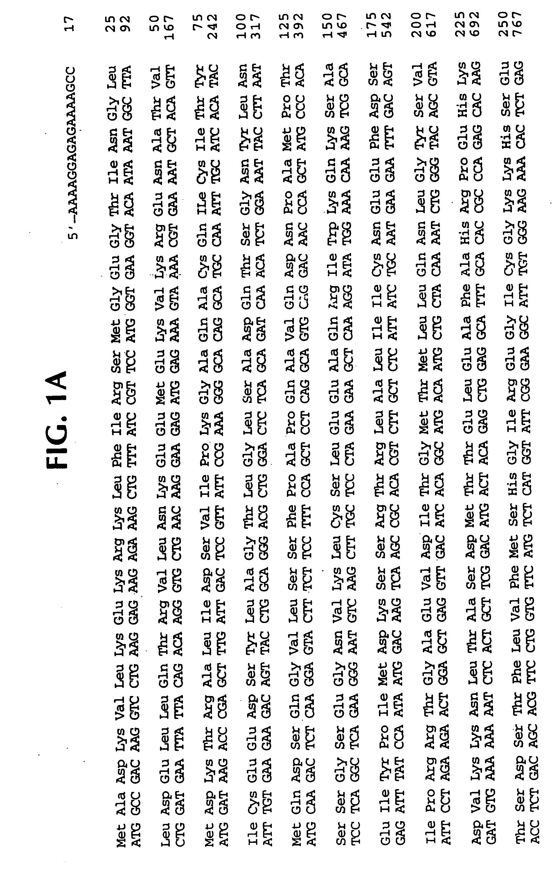 Interleukin 1beta protease and interleukin 1beta protease inhibitors