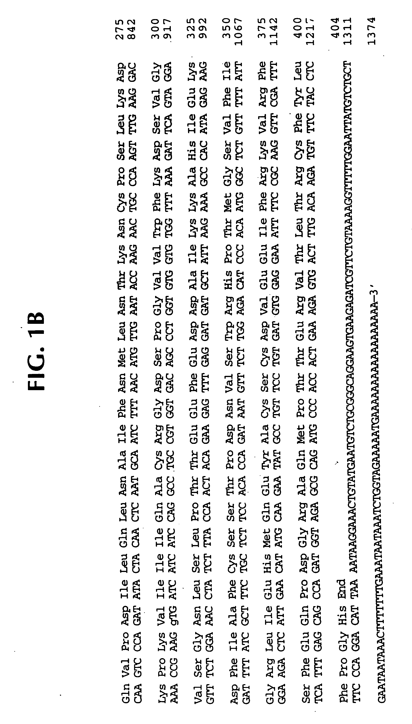 Interleukin 1beta protease and interleukin 1beta protease inhibitors