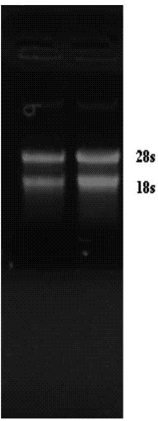 Grimmia pilifera ubiquitin carboxy-terminal hydrolases gene GpUCH and coding protein thereof