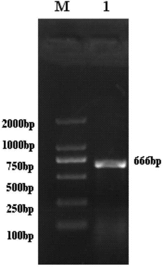 Grimmia pilifera ubiquitin carboxy-terminal hydrolases gene GpUCH and coding protein thereof