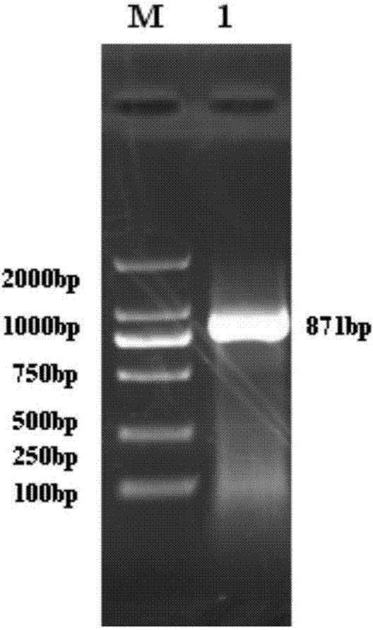 Grimmia pilifera ubiquitin carboxy-terminal hydrolases gene GpUCH and coding protein thereof