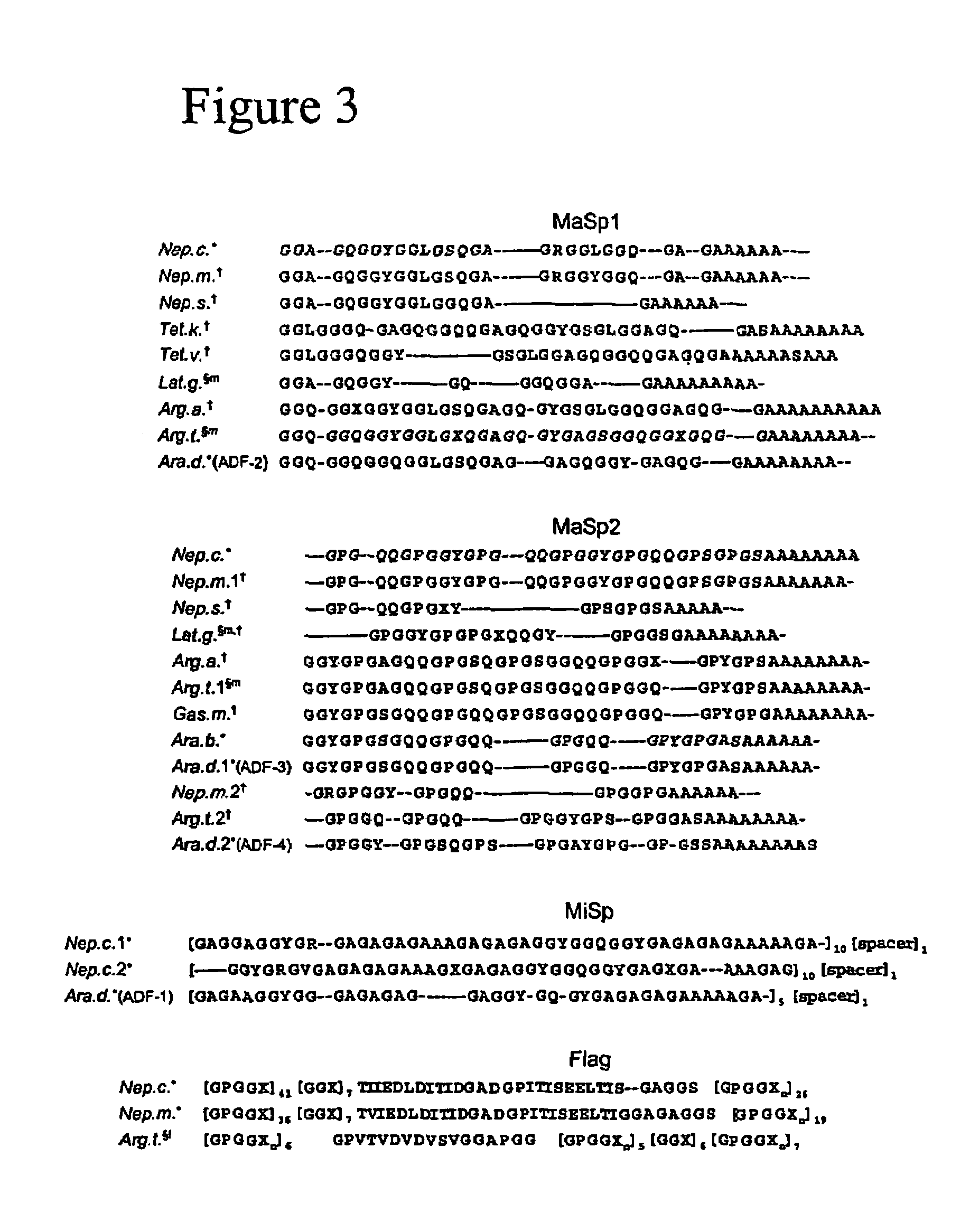 Spider silk protein encoding nucleic acids, polypeptides, antibodies and methods of use thereof
