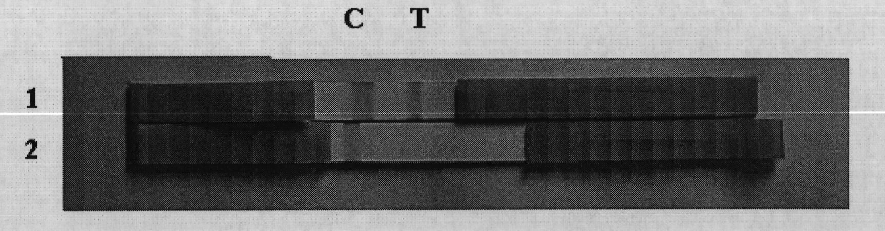 Kit for determining sex of sheep early embryo