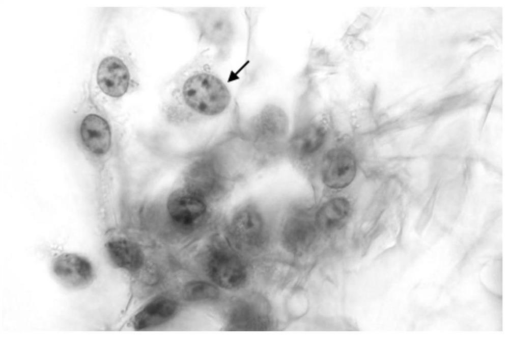 A Novel Rapid Cell Stain and Its Application