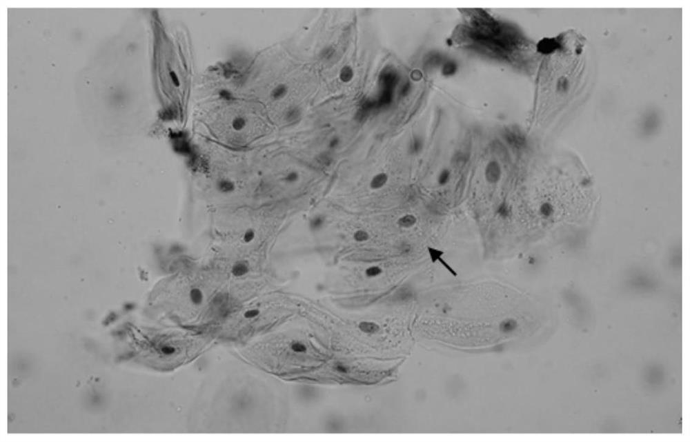 A Novel Rapid Cell Stain and Its Application