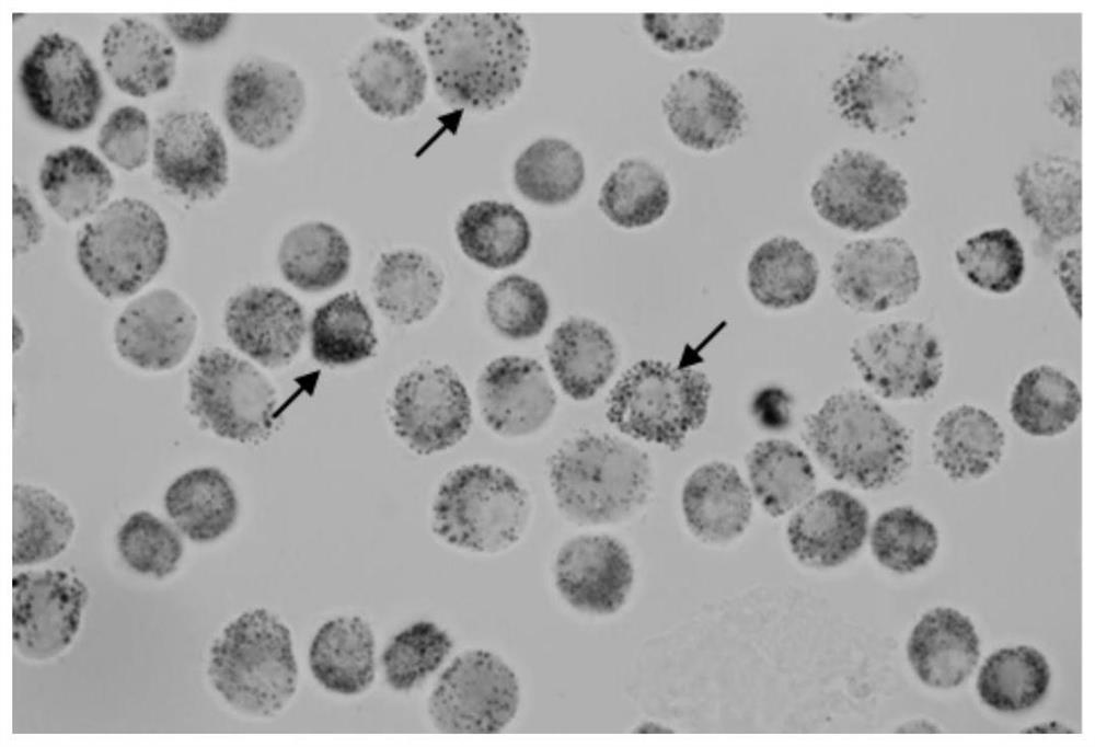 A Novel Rapid Cell Stain and Its Application