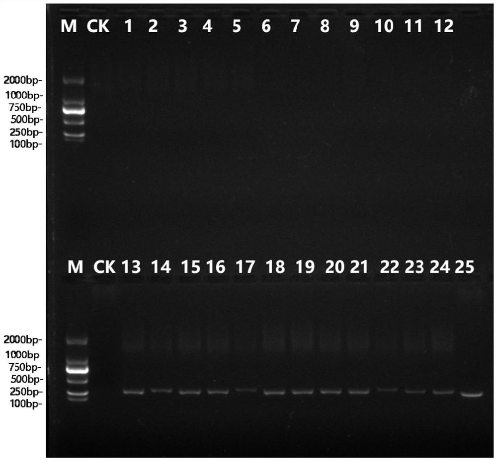 Specific primer, kit and identification method for identifying poria cocos