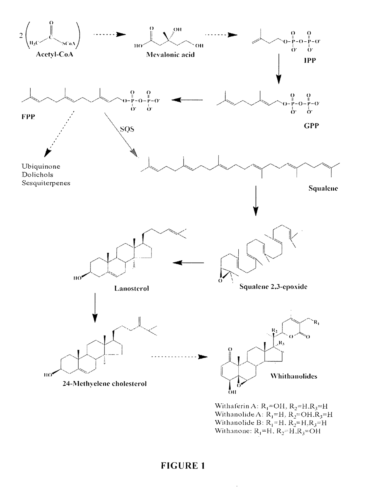 Process for transformation in <i>withania somnifera </i>plants to increase secondary metabolite content
