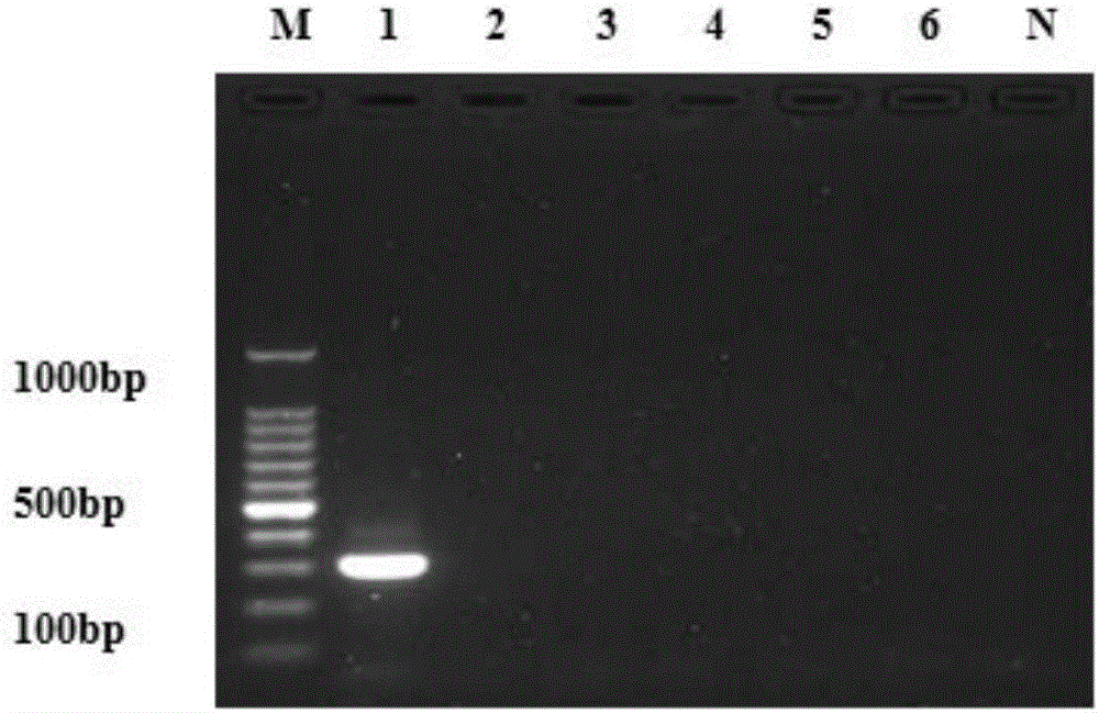 Primer pair for identifying chicken parvovirus and application thereof