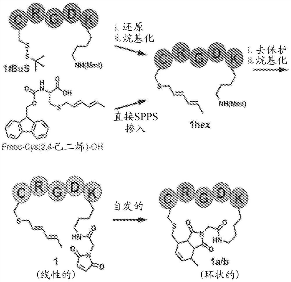 Macrocyclization and multimerization of universal peptides and proteins using diels-alder cycloaddition reactions