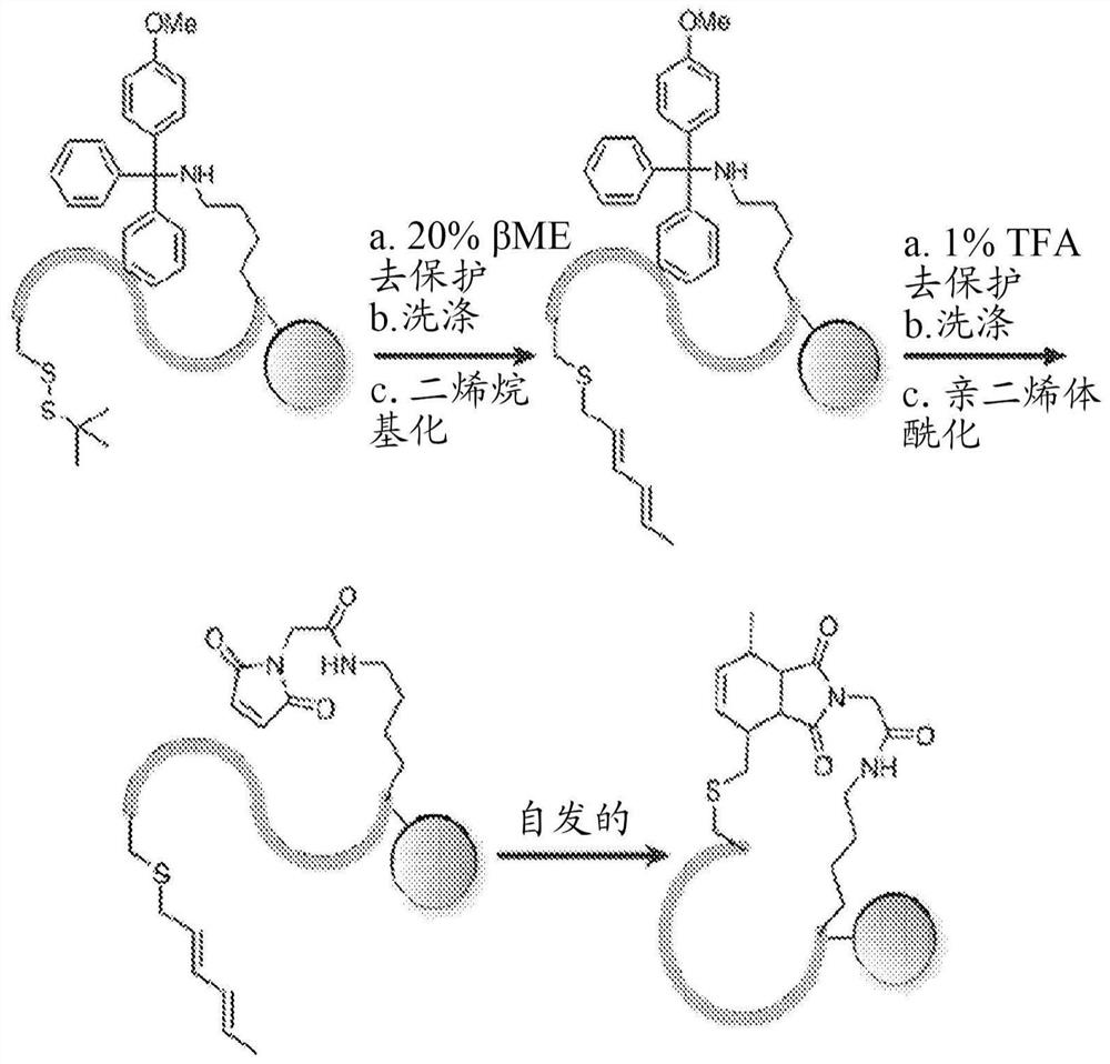 Macrocyclization and multimerization of universal peptides and proteins using diels-alder cycloaddition reactions