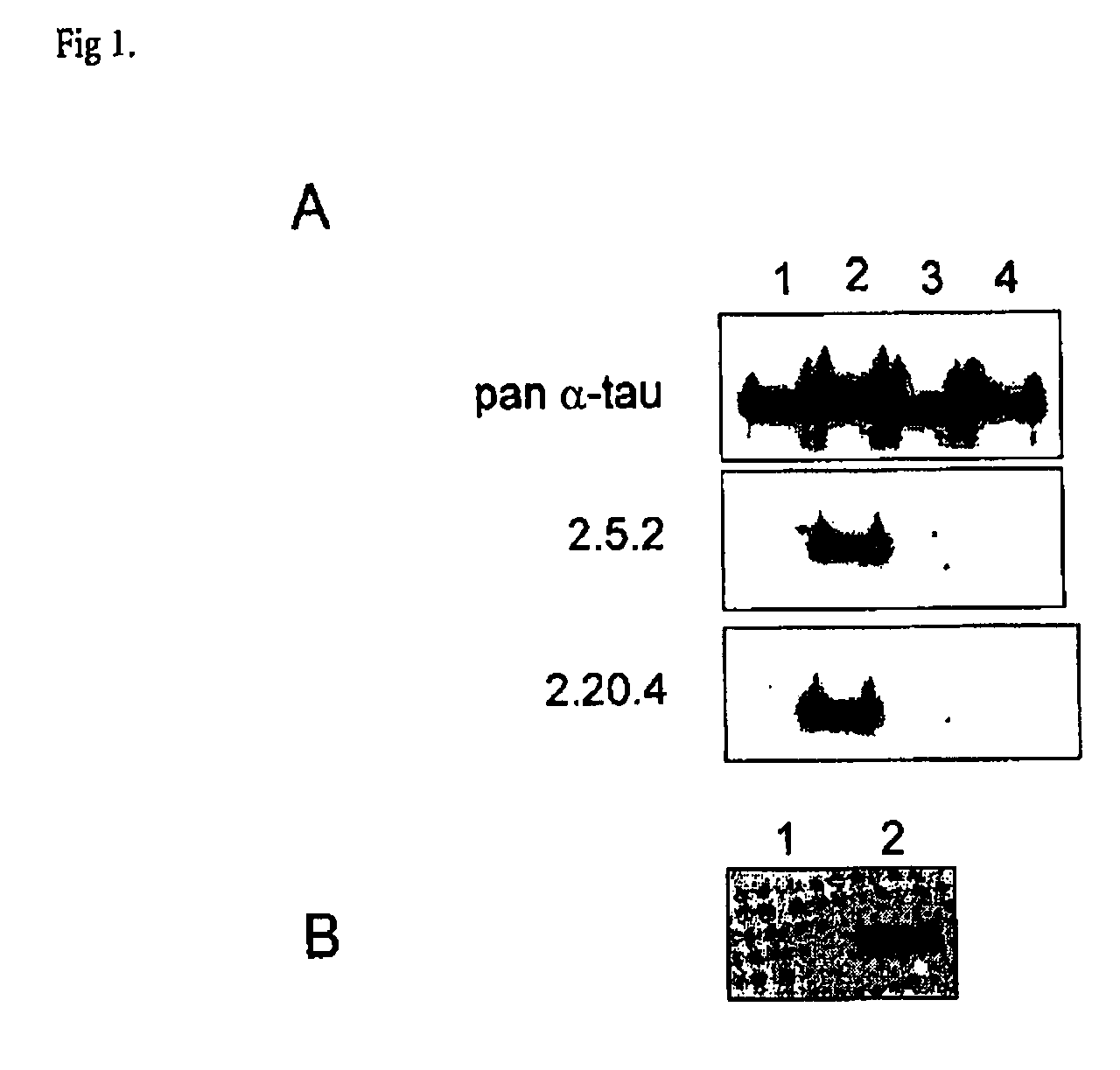 Antibody that recognizes phosphorylated peptides