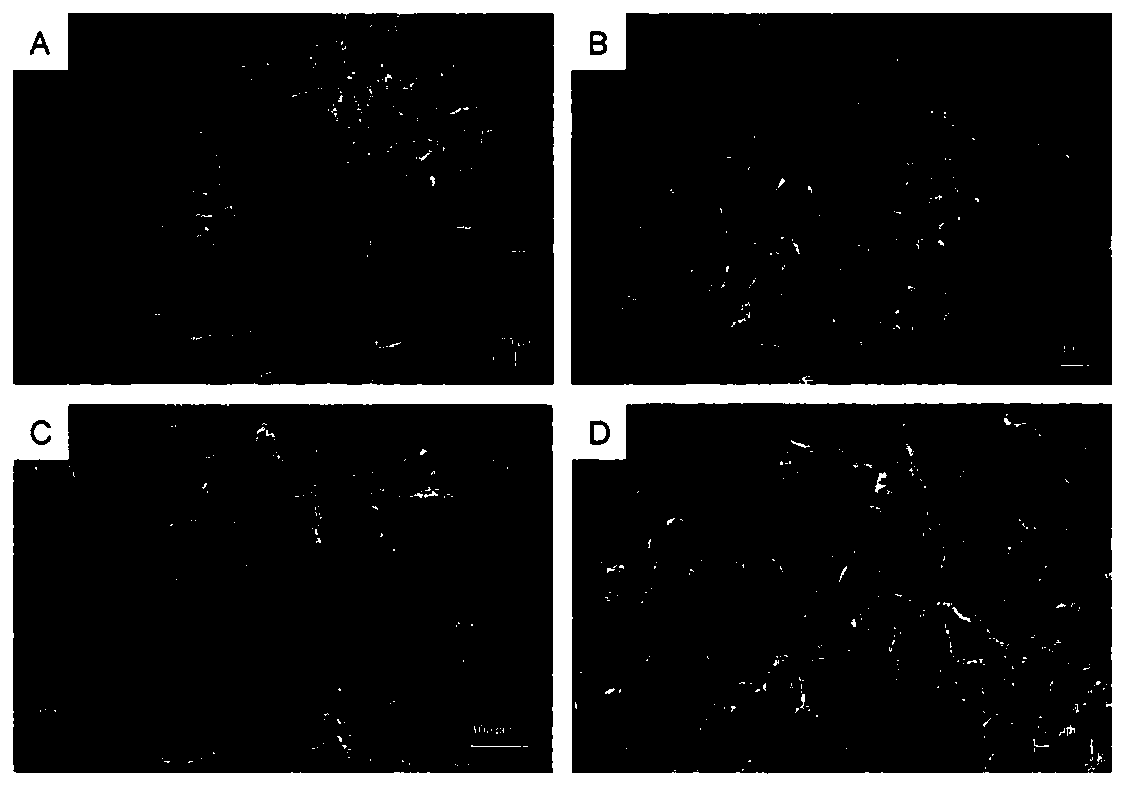 Preparation method and application of silk fibroin and chitin blended nanofiber embedded hydrogel cartilage biomimetic scaffold