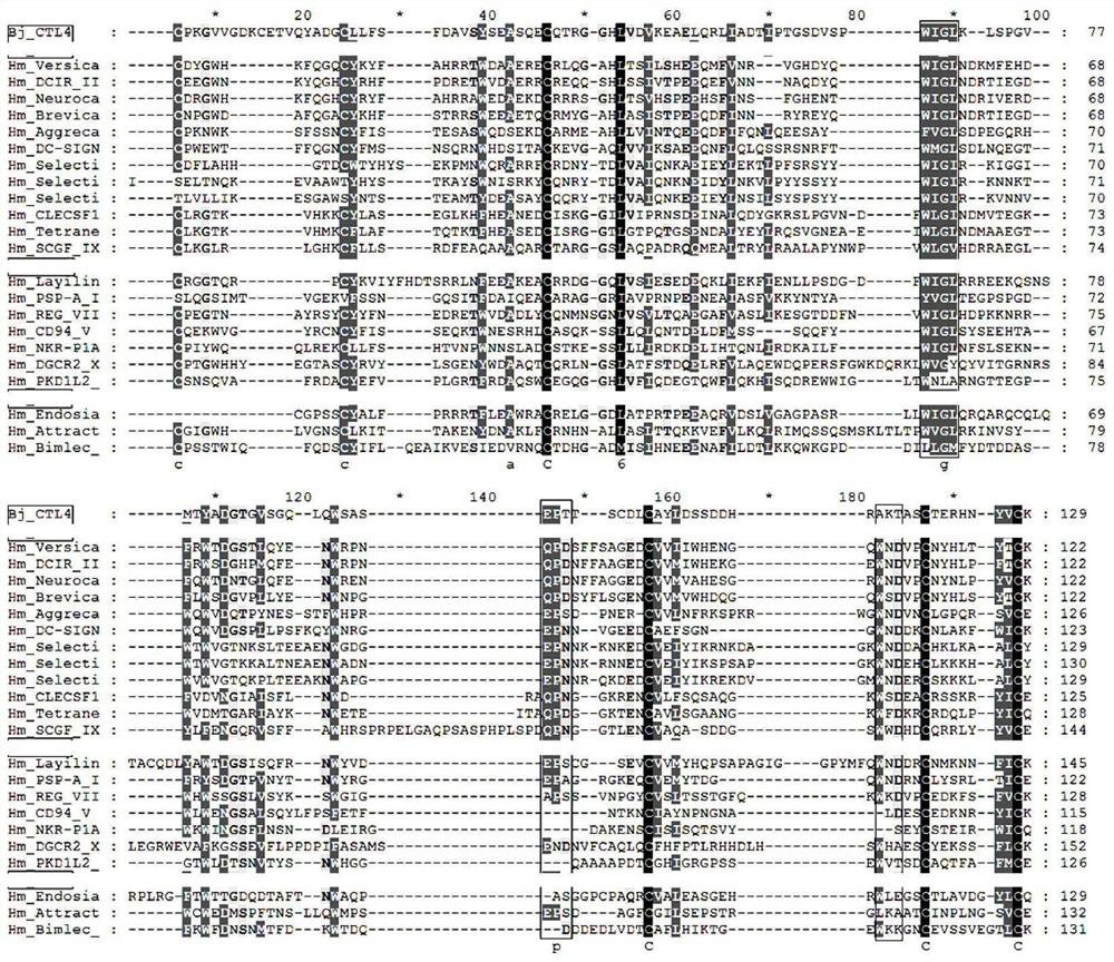 Branchiostoma belcheri C-type lectin BjCTL4 gene and application thereof