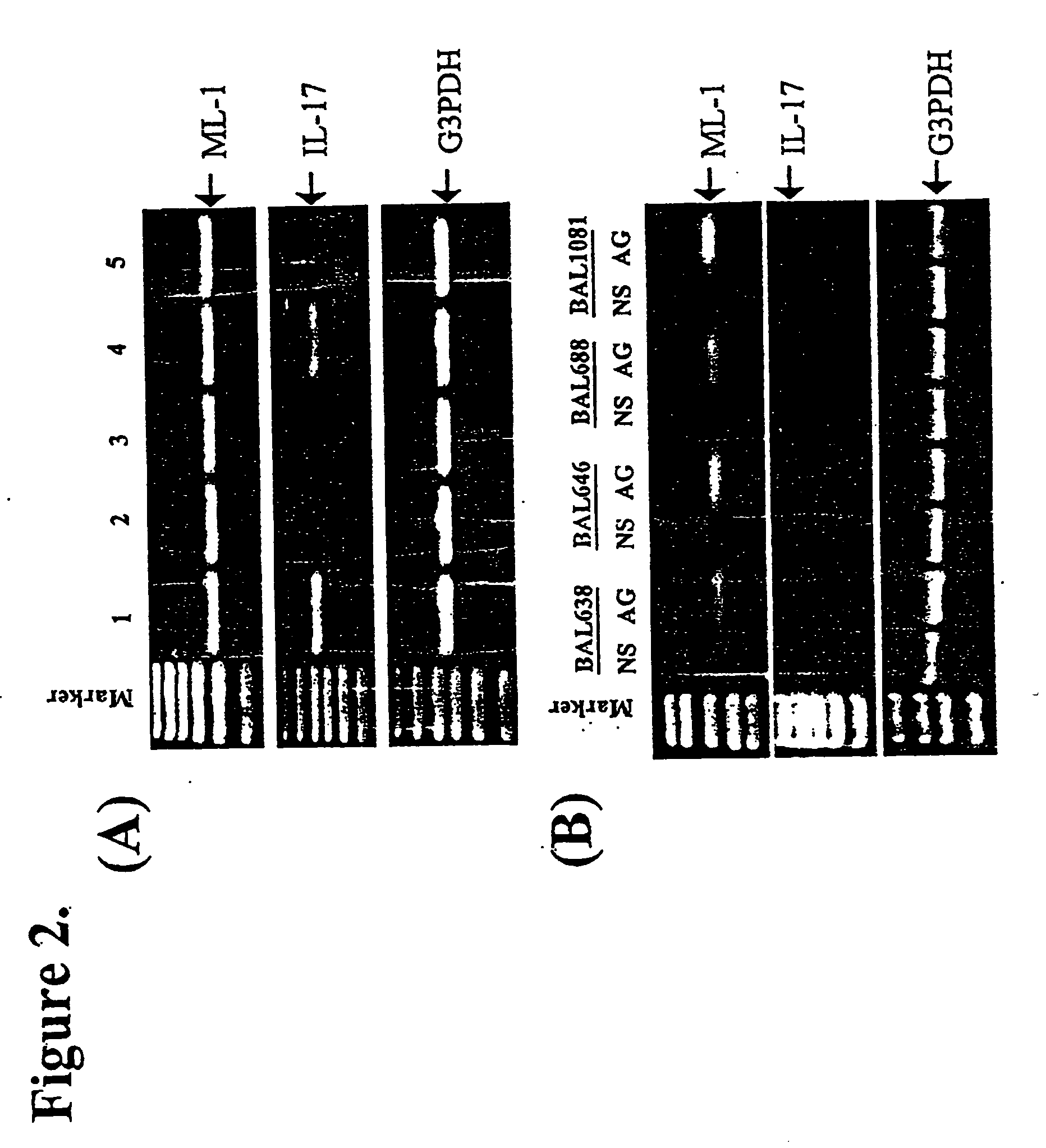 Cytokine structurally related to IL-17