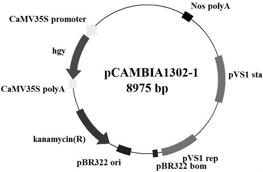 Agrobacterium tumefaciens-mediated tuber melanosporum genetic transformation method