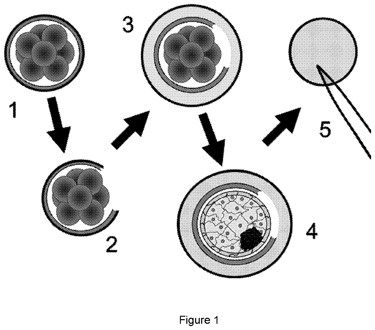 Non-invasive preimplantation genetic screening