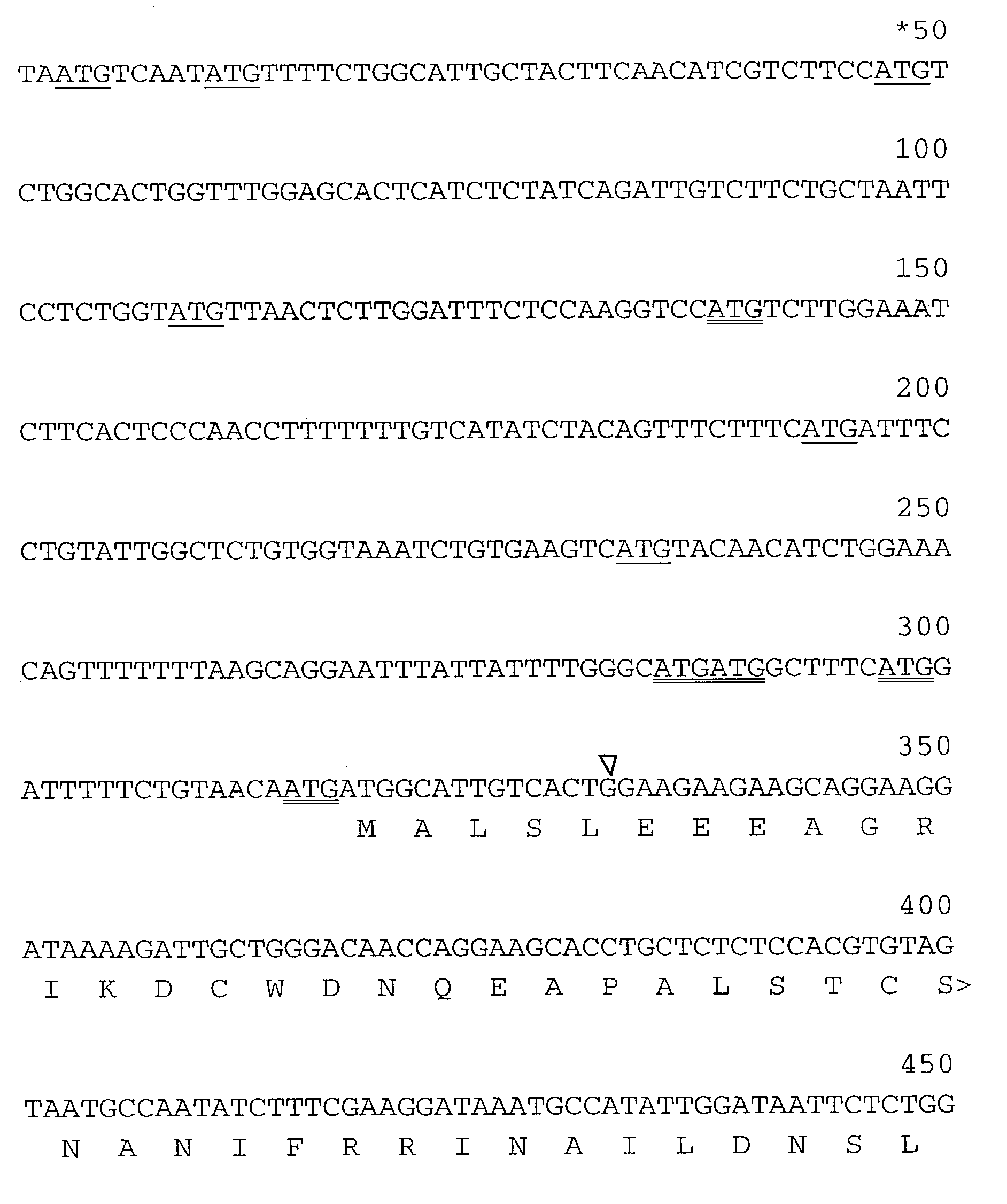 Human cytoplasmic polyadenylation element binding protein and uses thereof