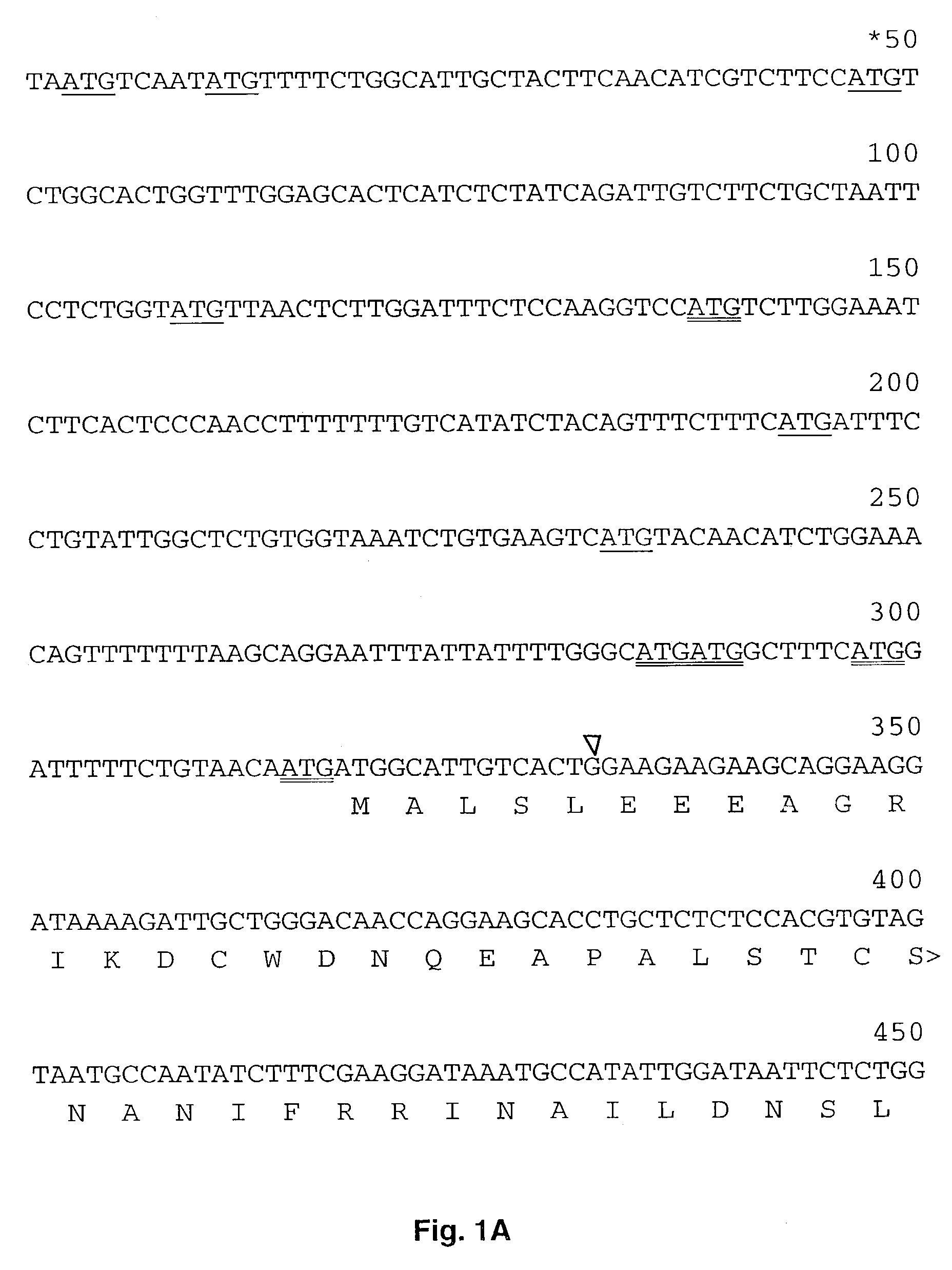 Human cytoplasmic polyadenylation element binding protein and uses thereof