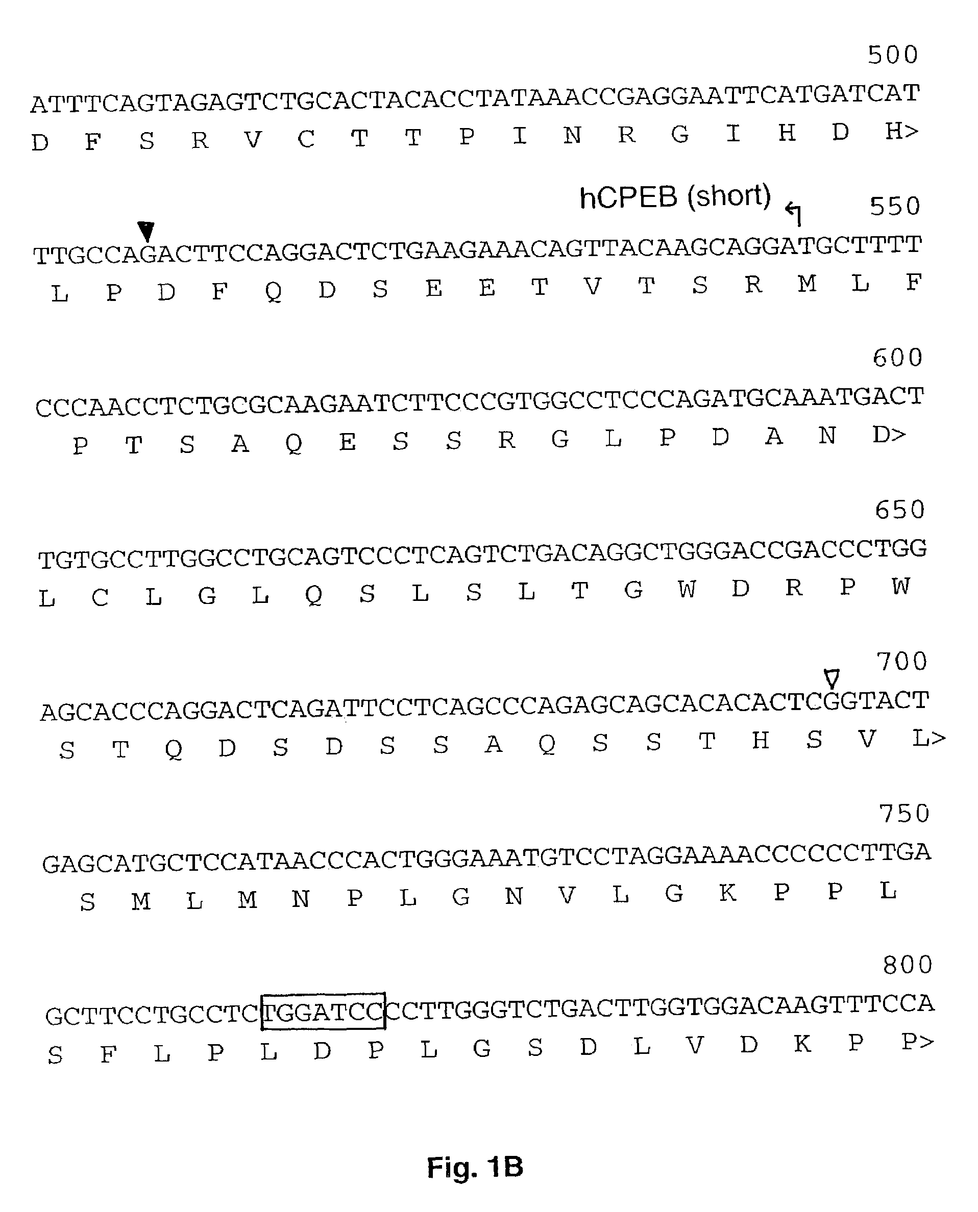 Human cytoplasmic polyadenylation element binding protein and uses thereof