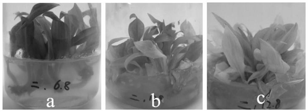 A kind of culture medium for preserving test-tube plantlets of hosta mosaic and its application