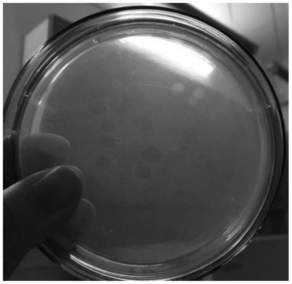 A mutant strain of Bdellovibrio with strong lytic performance and its application