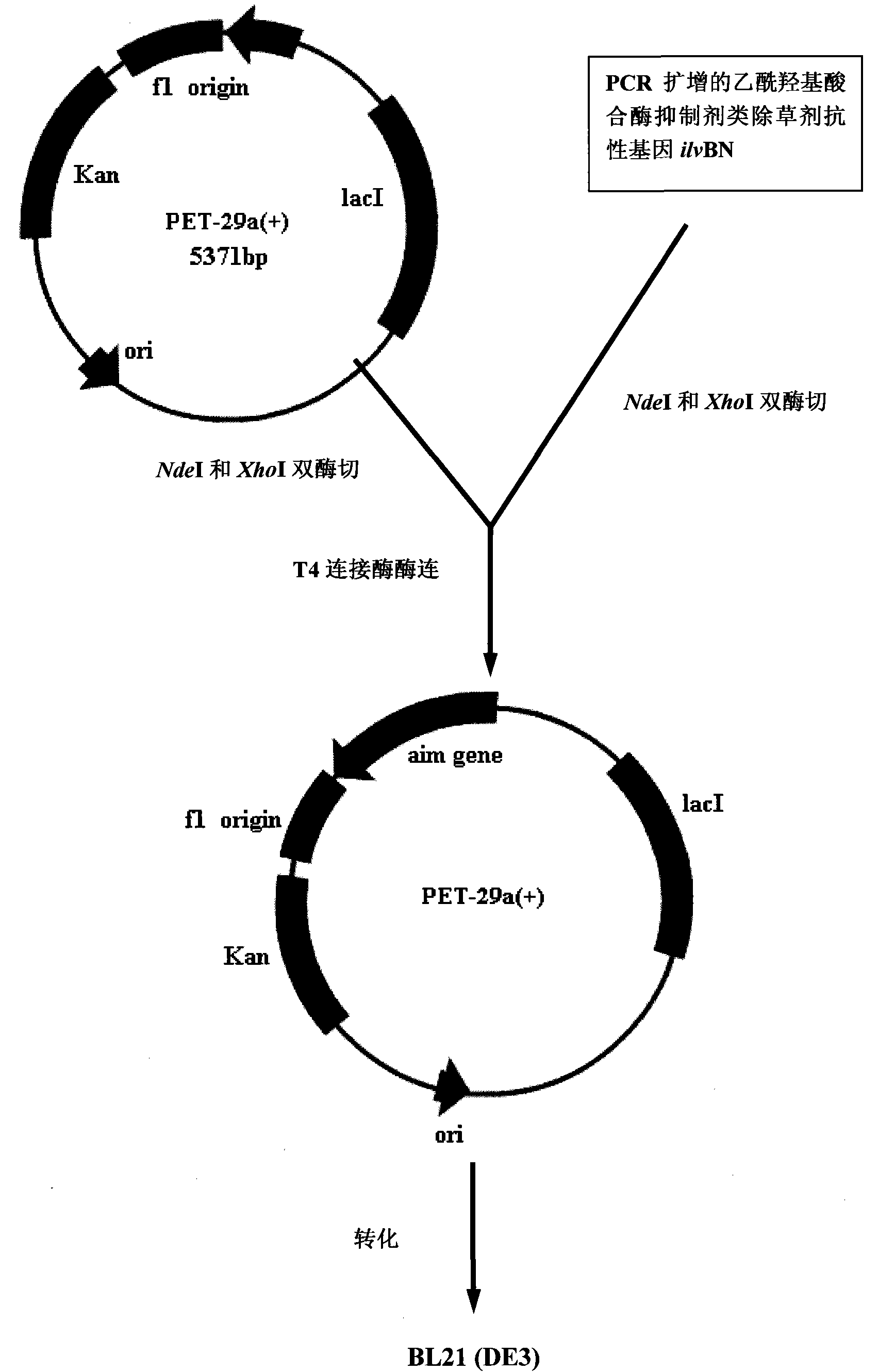 Resistance gene ilvBN of acetohydroxyacid synthase inhibitor herbicides