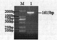 Arabidopis thaliana AAP1 gene cloning and plant expression vector construction method