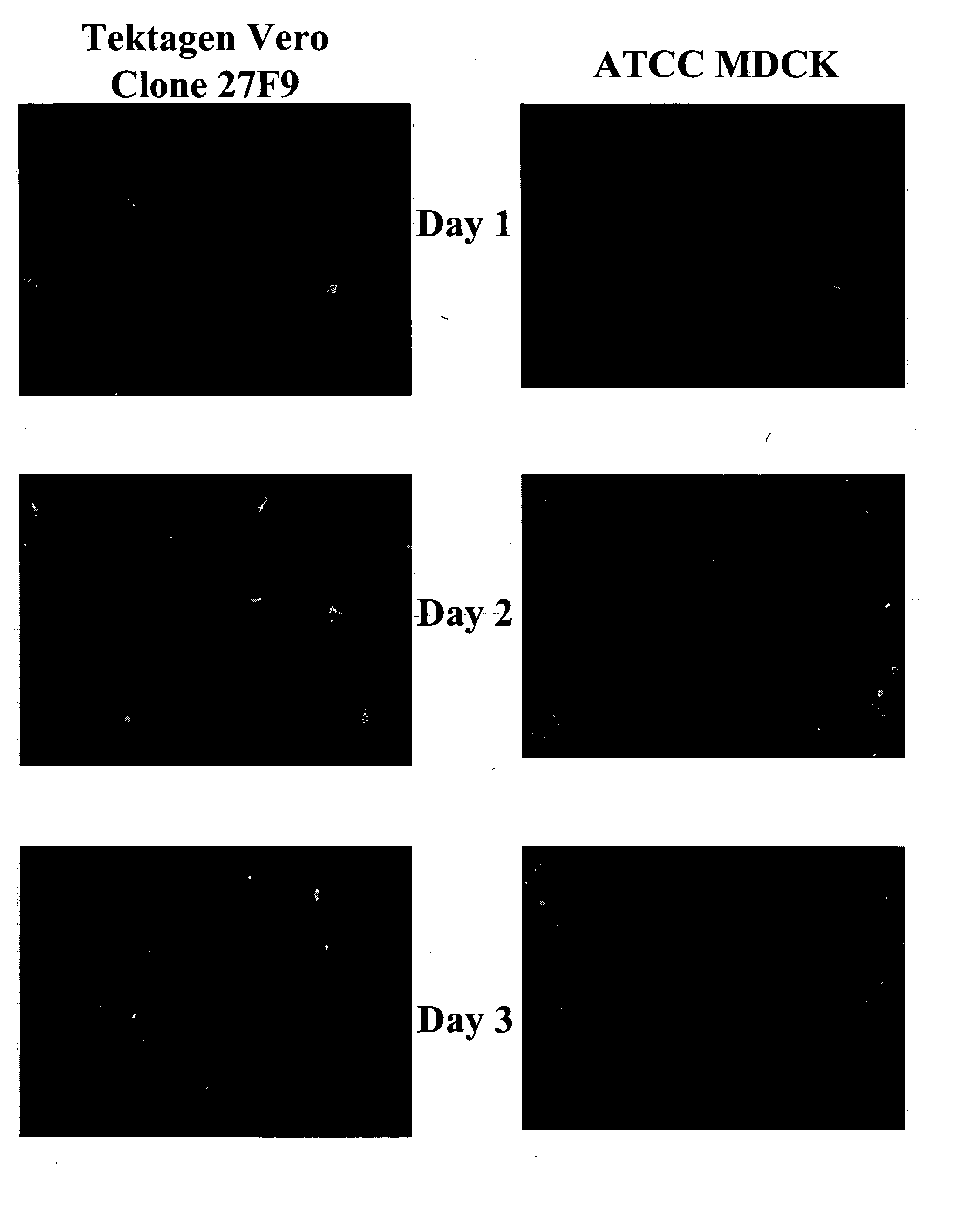 Non-tumorigenic MDCK cell line for propagating viruses