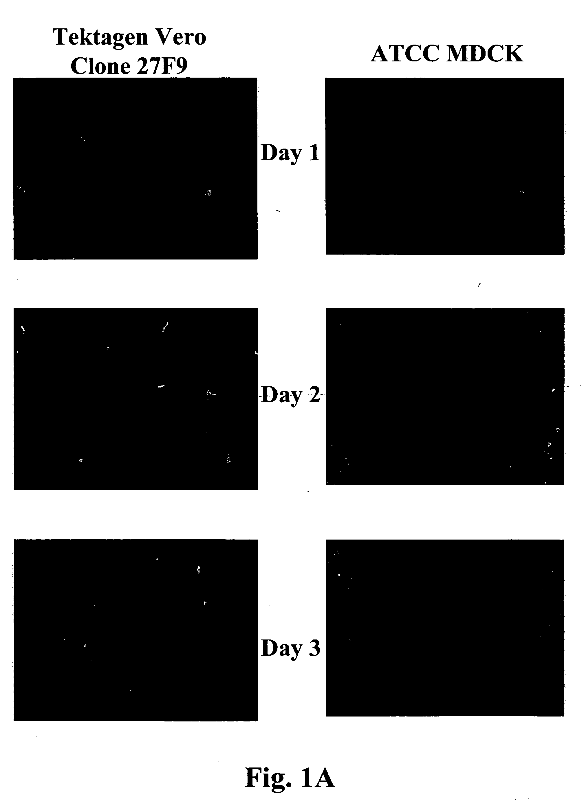 Non-tumorigenic MDCK cell line for propagating viruses