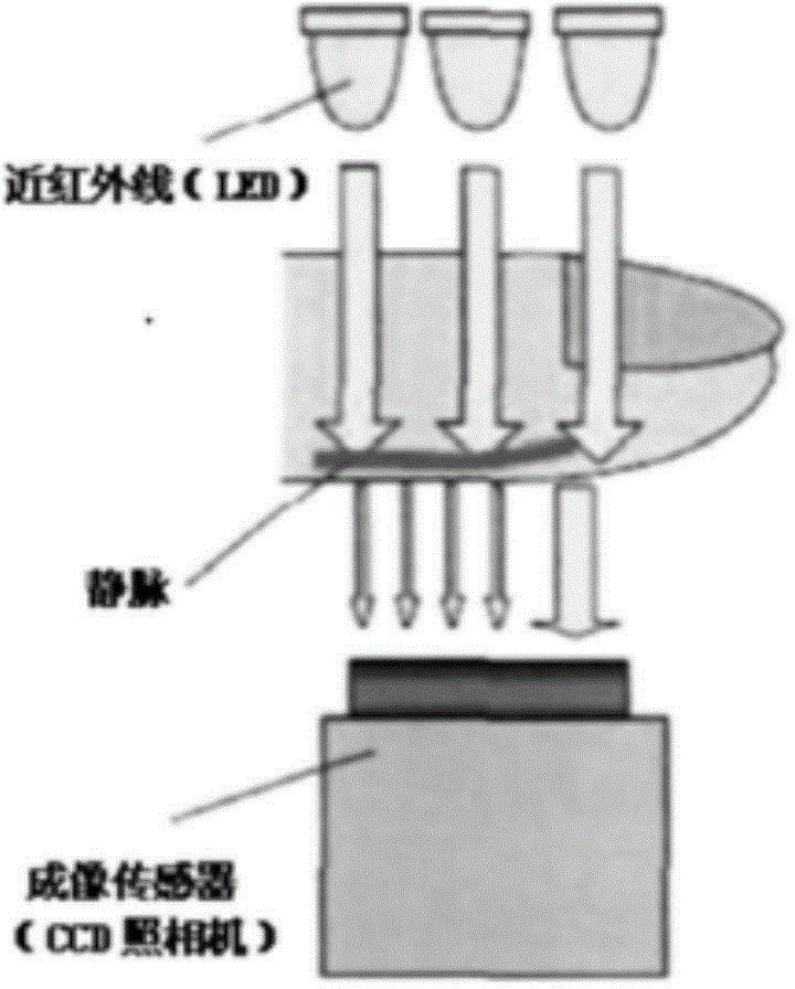 Finger vein identification method, apparatus and vein authentication terminal device