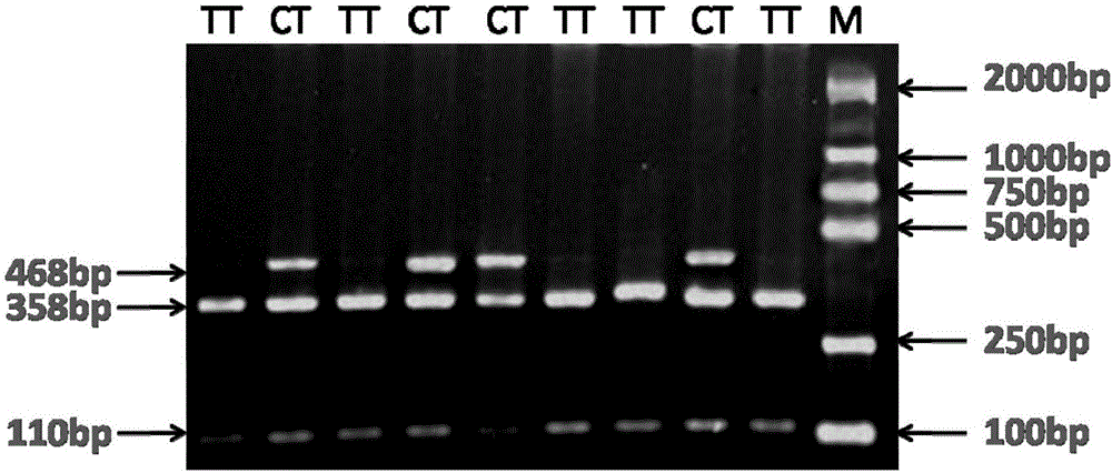 Method for detecting single nucleotide polymorphism of sheep KITLG gene and application of method