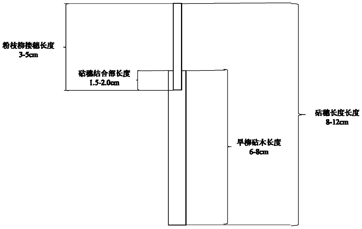 A method for improving the survival rate of asexual reproduction of Willow chinensis