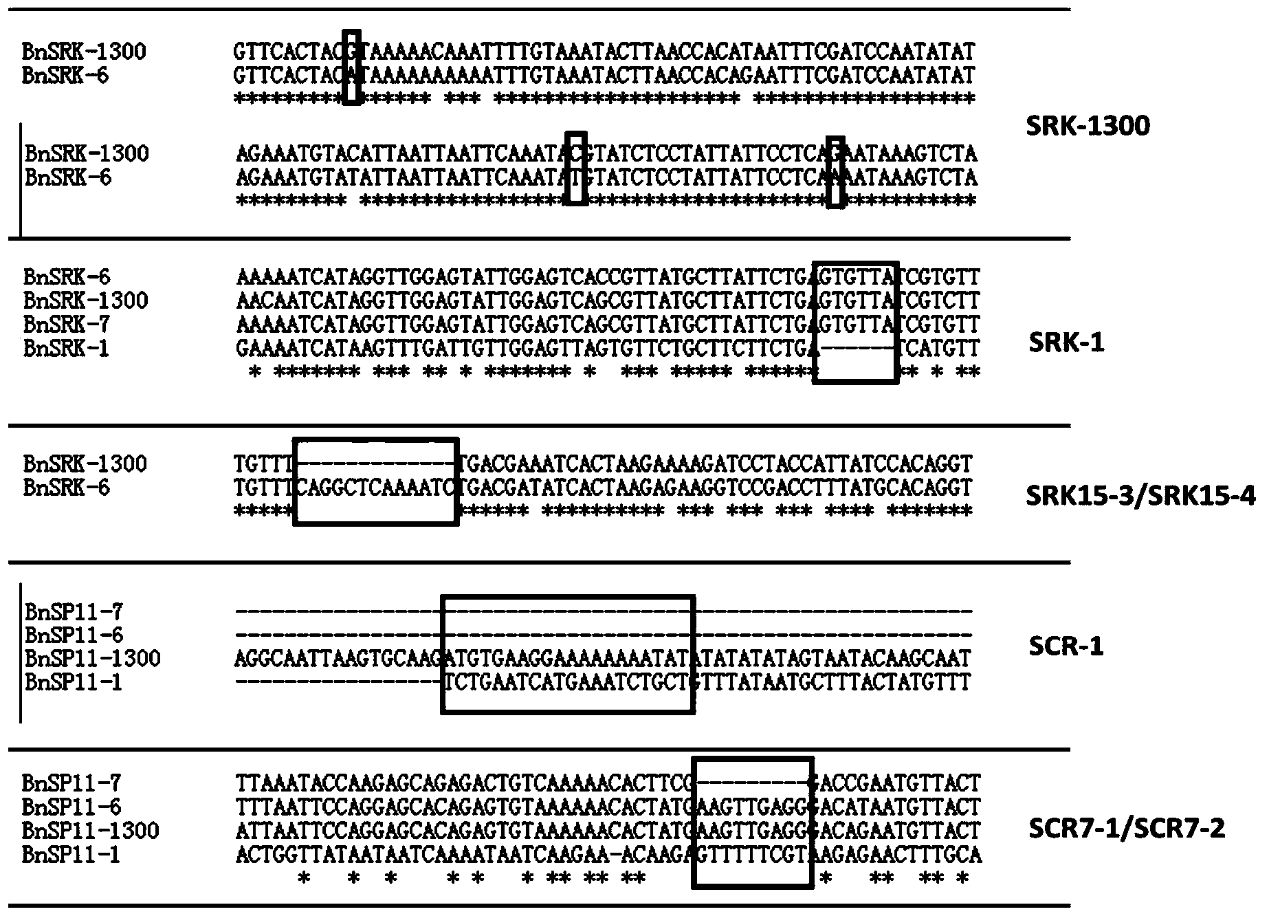 Molecular detection method of Brassica napus self-incompatible S-locus haplotype