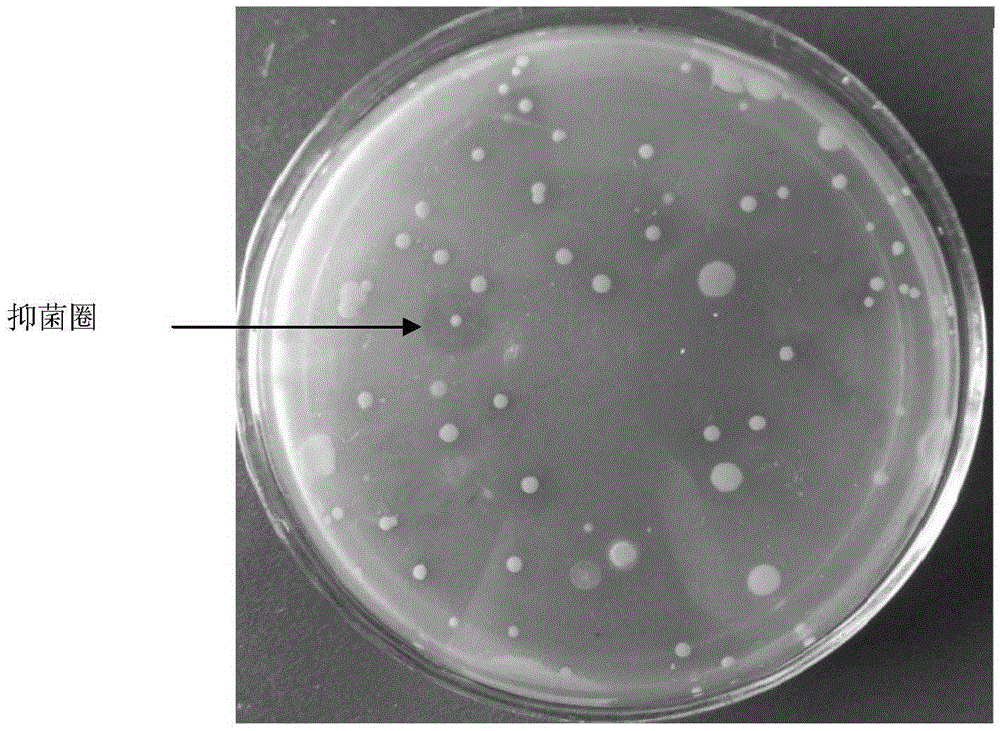 Method for rapid screening of Bacillus spp with antibacterial activity
