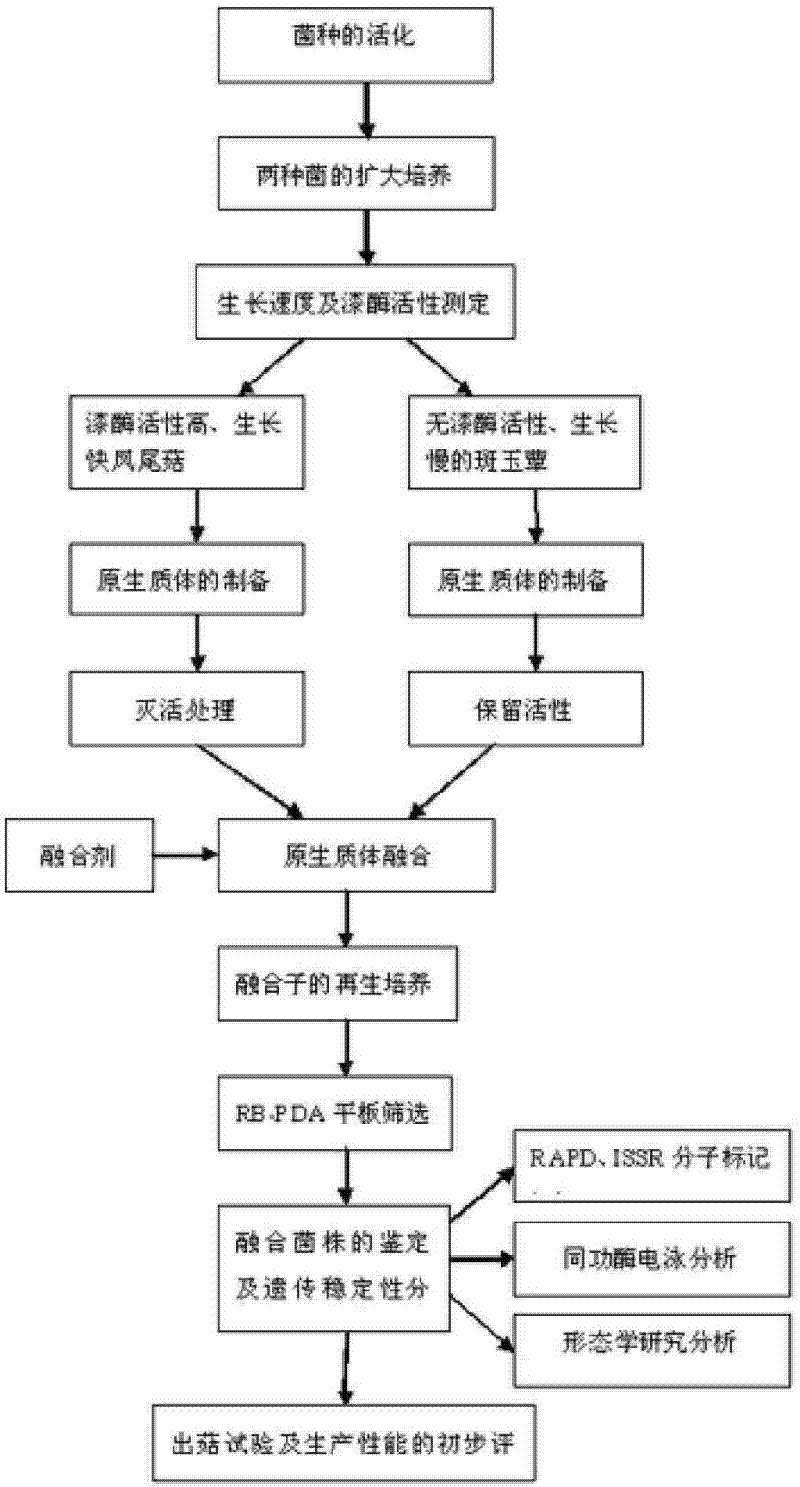 Hypsizigus marmoreus and method for establishing laccase transfer system in breeding thereof