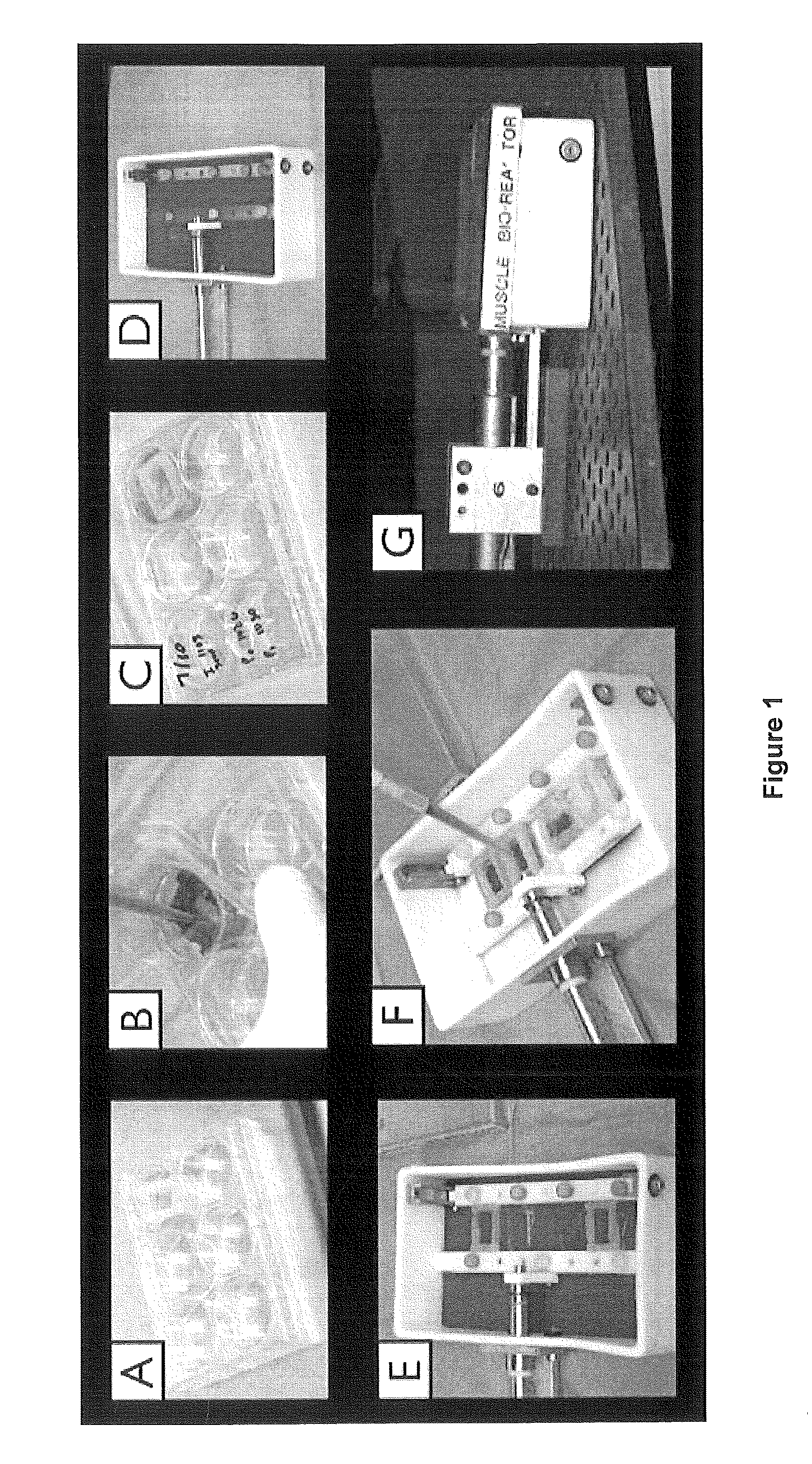 Methods for making a tissue engineered muscle repair (TEMR) construct in vitro for implantation in vivo