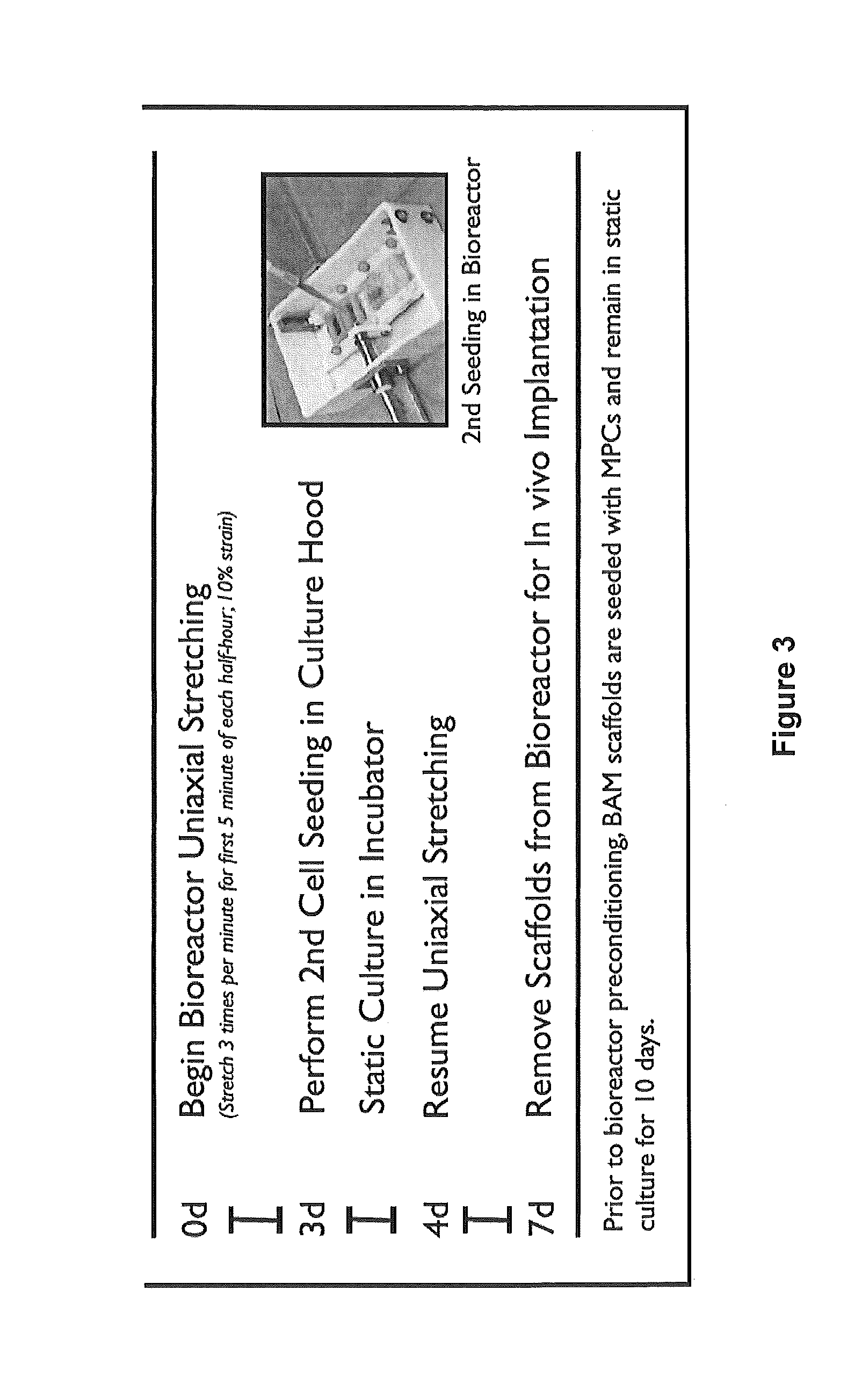 Methods for making a tissue engineered muscle repair (TEMR) construct in vitro for implantation in vivo