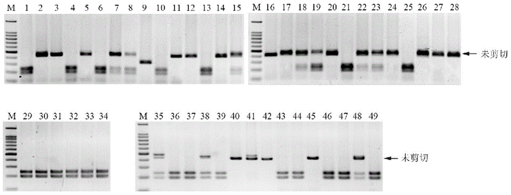A pair of transcription activator-like effector nucleases and coding sequence and application thereof