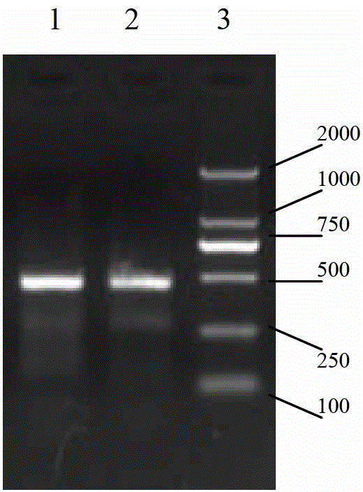 GFP (Green Fluorescent Protein) tracing system of vaccinia virus and application of GFP tracing system