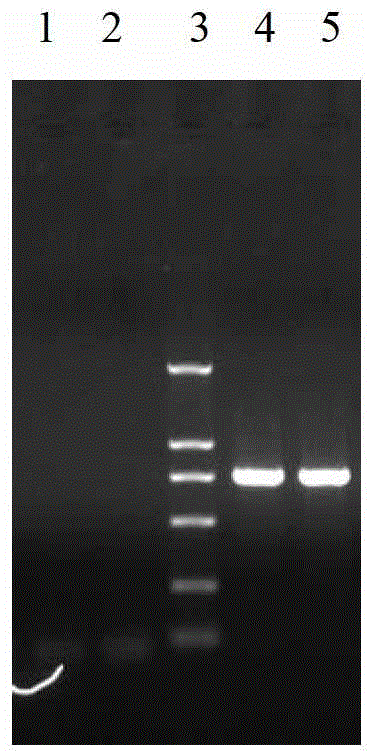 GFP (Green Fluorescent Protein) tracing system of vaccinia virus and application of GFP tracing system