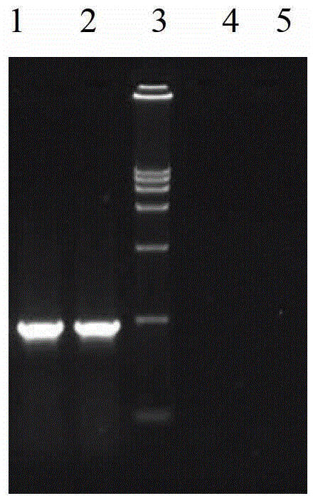 GFP (Green Fluorescent Protein) tracing system of vaccinia virus and application of GFP tracing system