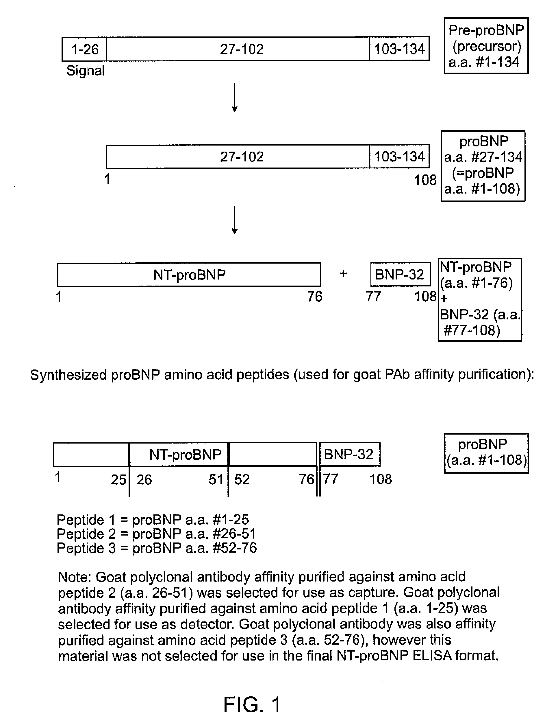 Polyclonal-monoclonal elisa assay for detecting n-terminus pro-bnp