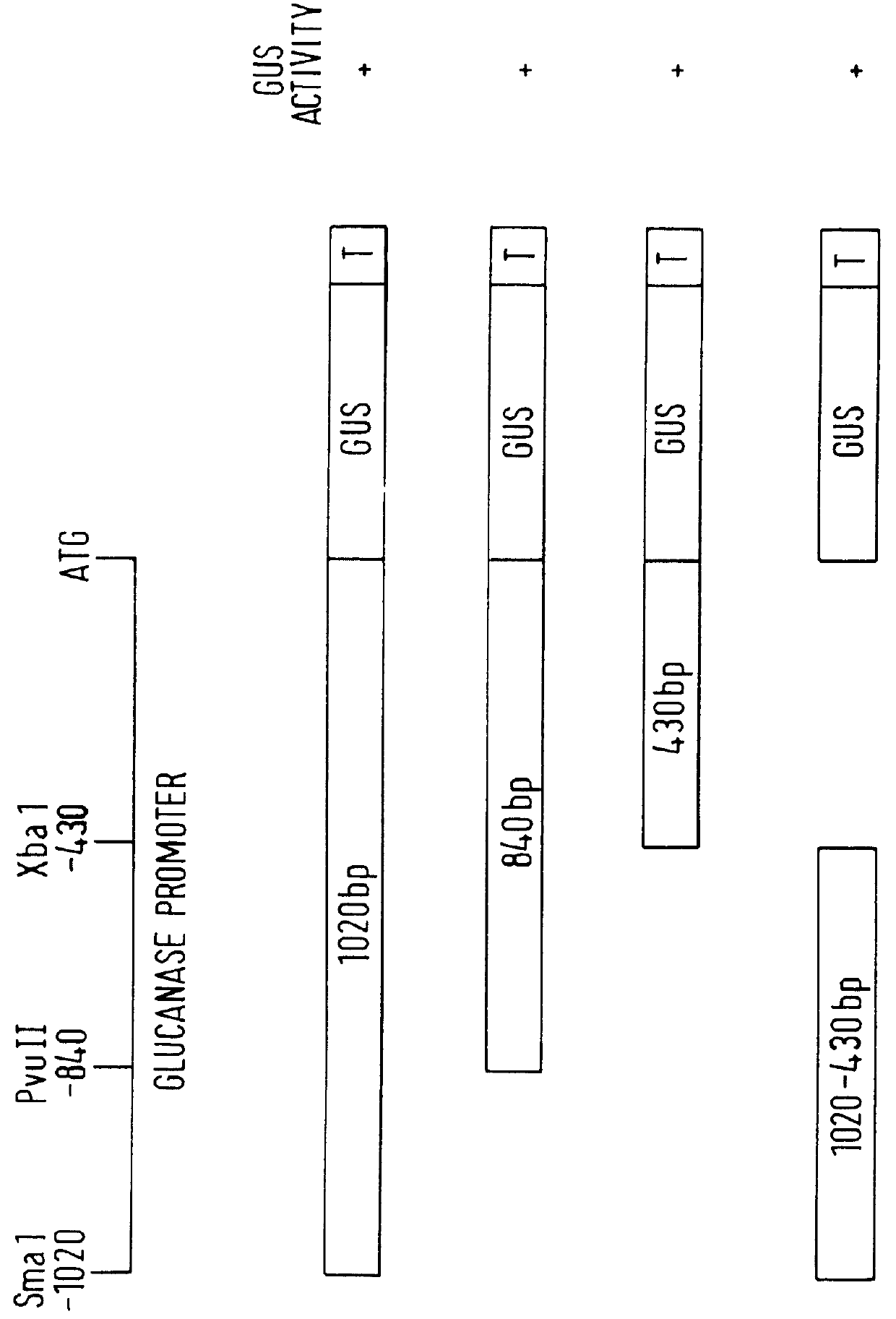 Endo beta -1,4-glucanase from Aspergillus