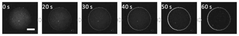 A transparent circuit board self-assembled by nanoparticles, its preparation method and application